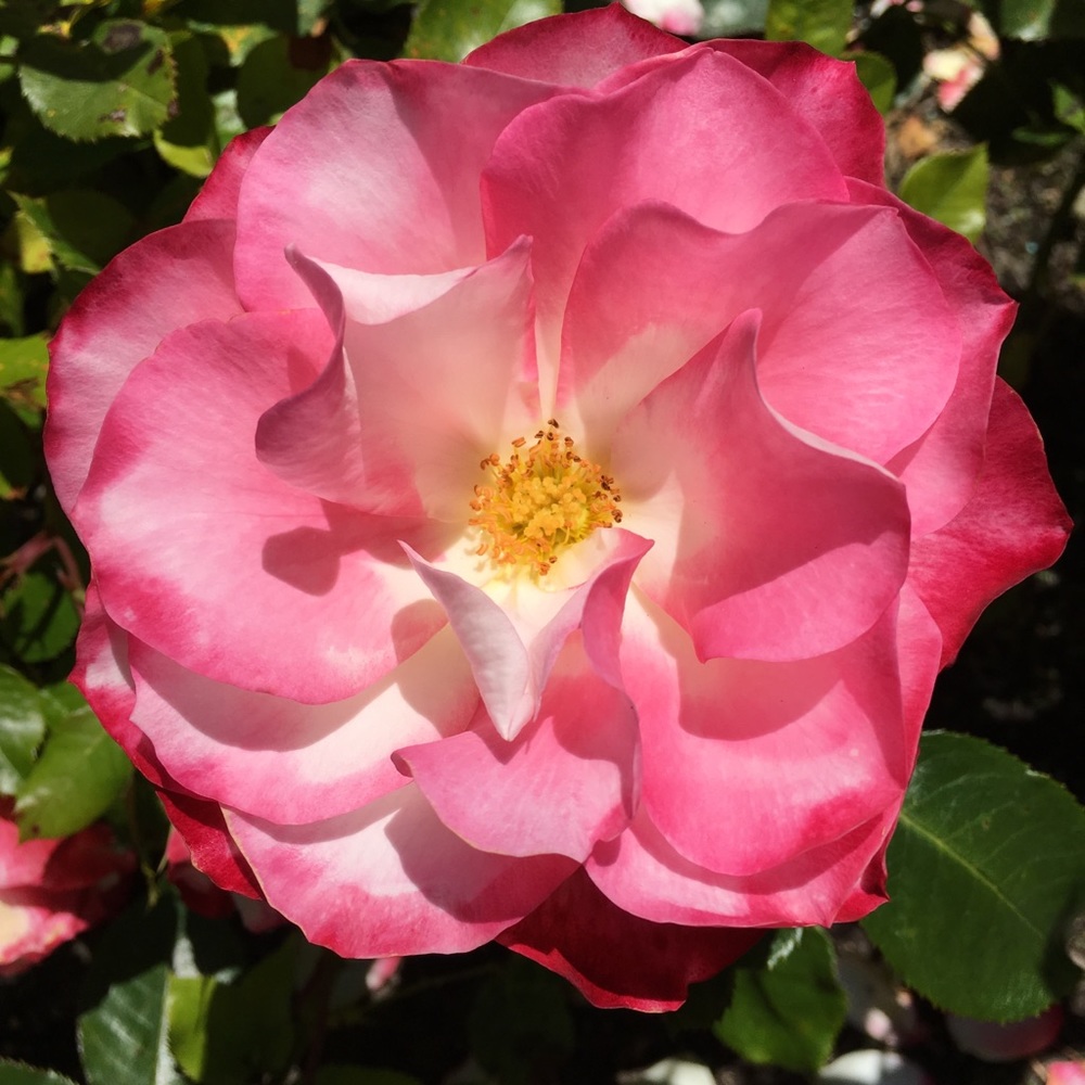 Meet your Posher, Emilee